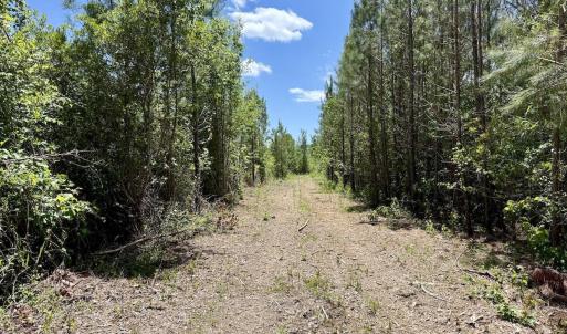 Photo #33 of Guinea Mill, Ernul, NC 461.4 acres