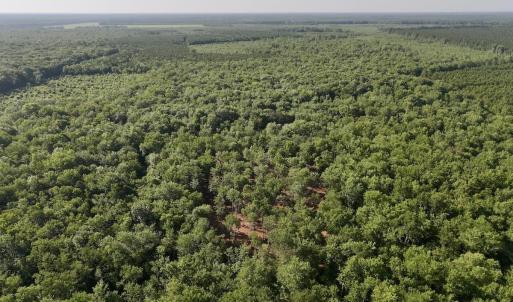 Photo #12 of Guinea Mill, Ernul, NC 461.4 acres