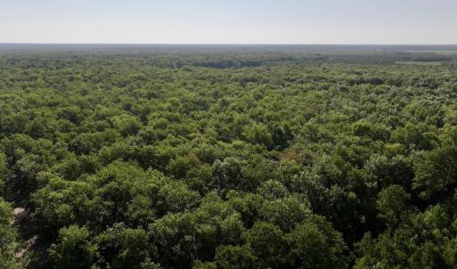 Photo #13 of Guinea Mill, Ernul, NC 461.4 acres