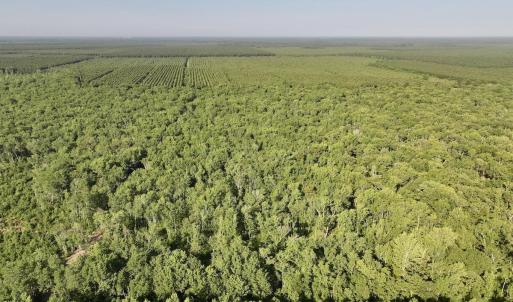 Photo #9 of Guinea Mill, Ernul, NC 461.4 acres