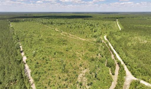Photo #34 of Guinea Mill, Ernul, NC 461.4 acres