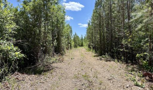 Photo #33 of Guinea Mill, Ernul, NC 461.4 acres