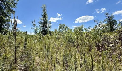 Photo #44 of Guinea Mill, Ernul, NC 461.4 acres