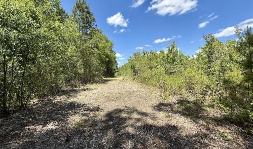 Photo #39 of Guinea Mill, Ernul, NC 461.4 acres
