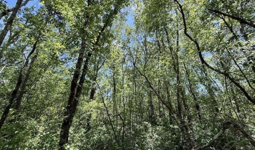 Photo #42 of Guinea Mill, Ernul, NC 461.4 acres