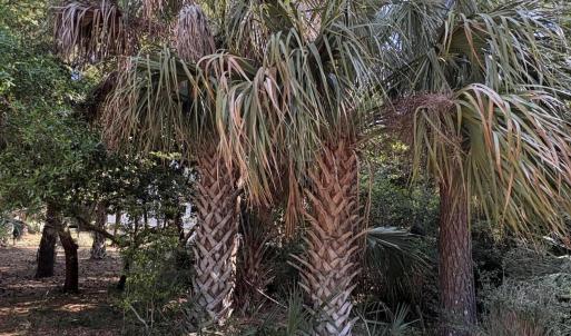 Photo #5 of 222 Bald Head, Bald Head Island, NC 0.2 acres