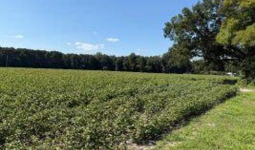 Photo #1 of 1400 Holly Springs Church, Williamston, NC 26.2 acres