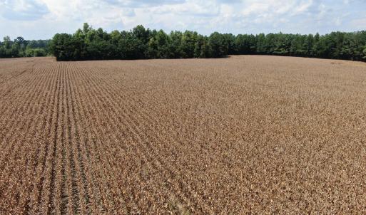 Photo #20 of Tbd Pleasant Hope, Fairmont, NC 102.8 acres