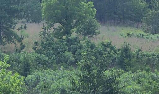 Photo #3 of Tbd Dusty, Aberdeen, NC 5.0 acres