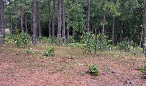 Photo #13 of 103 Haddington, Pinehurst, NC 1.2 acres