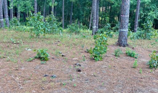 Photo #12 of 103 Haddington, Pinehurst, NC 1.2 acres