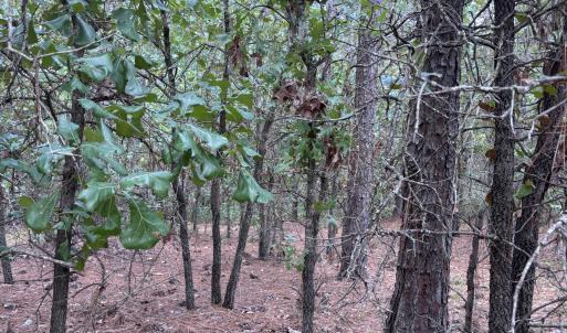 Photo #7 of 109 Haddington, Pinehurst, NC 1.6 acres