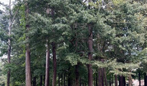 Photo #4 of 108 Nanthala, Hertford, NC 0.5 acres