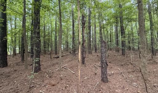 Photo #4 of Lot 2b Holland, Greenville, NC 10.9 acres