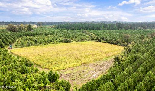 Photo #23 of 795 Pollard Swamp, Vanceboro, NC 214.8 acres