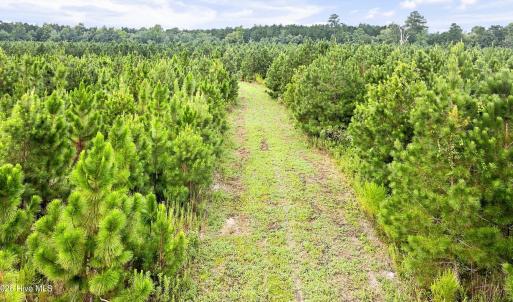 Photo #28 of 795 Pollard Swamp, Vanceboro, NC 214.8 acres