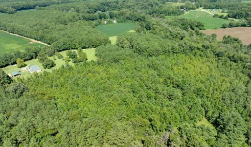 Photo #6 of Wisteria, Willard, NC 20.1 acres