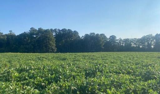 Photo #7 of Stott, Bailey, NC 13.3 acres