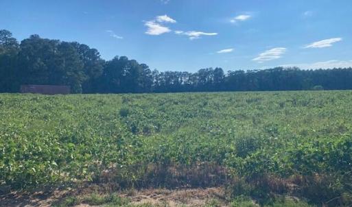 Photo #4 of Stott, Bailey, NC 13.3 acres