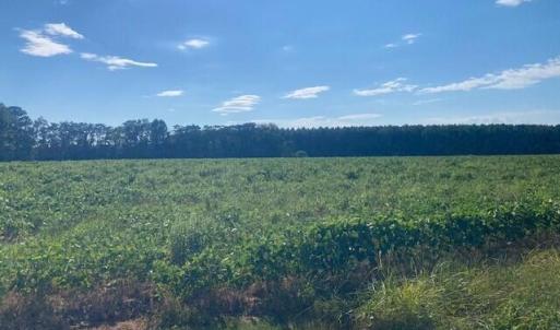 Photo #5 of Stott, Bailey, NC 13.3 acres