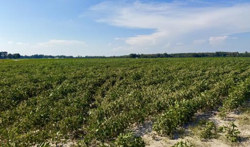 Photo #2 of Davis, Mount Olive, NC 178.9 acres