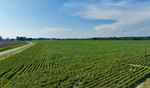 Photo #4 of Davis, Mount Olive, NC 178.9 acres