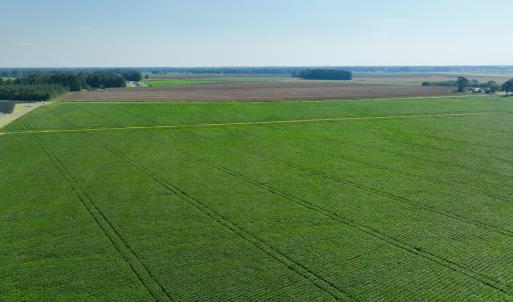 Photo #9 of Davis, Mount Olive, NC 178.9 acres