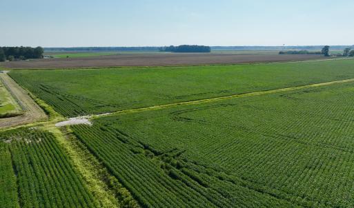 Photo #12 of Davis, Mount Olive, NC 178.9 acres