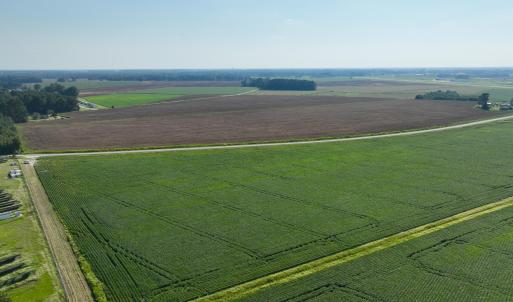 Photo #11 of Davis, Mount Olive, NC 178.9 acres