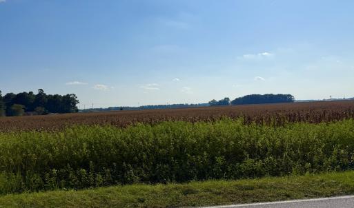 Photo #3 of Davis, Mount Olive, NC 178.9 acres