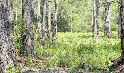 Photo #11 of 310 Seaside. (12.25 Acres), Sunset Beach, NC 3.1 acres