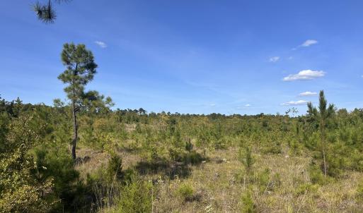 Photo #6 of Hwy 139 And Hwy 28 Old Plum Branch Rd, Plum Branch, SC 42.7 acres