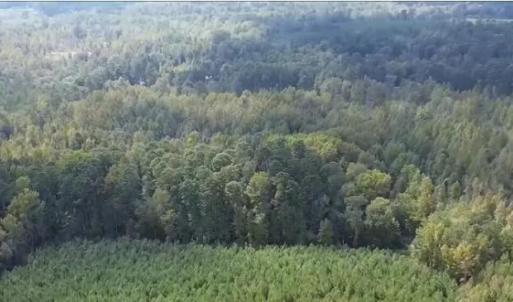 Photo #4 of 16369 Palmer, Marston, NC 13.0 acres