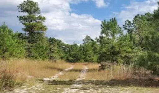 Photo #5 of 16369 Palmer, Marston, NC 13.0 acres