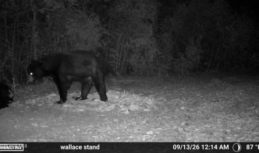 Photo #20 of 5 Bull Tail, Wallace, NC 20.0 acres