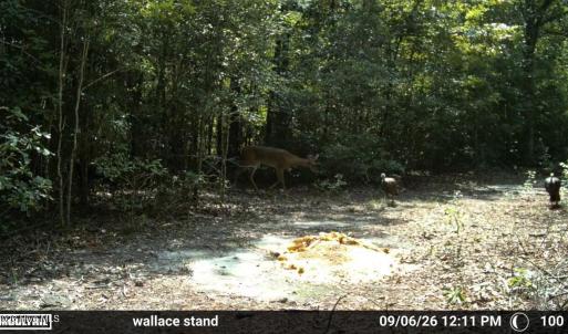 Photo #18 of 5 Bull Tail, Wallace, NC 20.0 acres