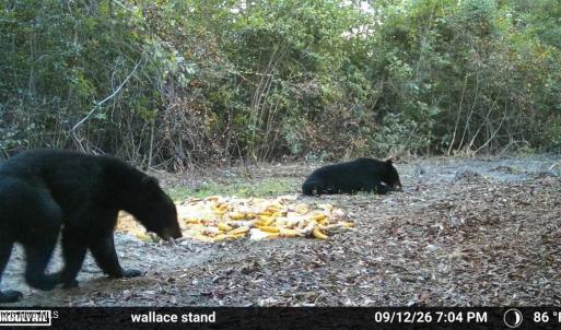 Photo #19 of 5 Bull Tail, Wallace, NC 20.0 acres