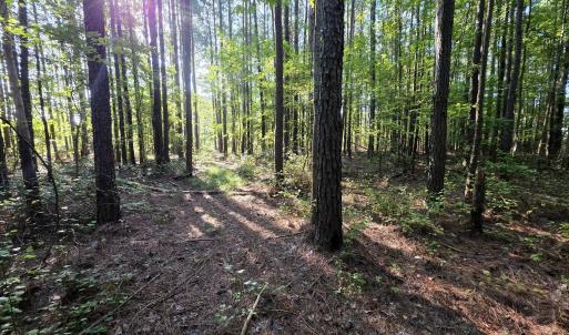 Photo #14 of Mcgowan, Bath, NC 5.9 acres