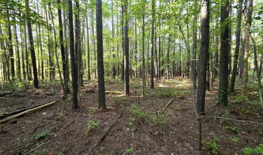 Photo #12 of Mcgowan, Bath, NC 5.9 acres