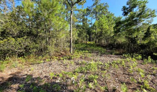 Photo #15 of Mcgowan, Bath, NC 5.9 acres