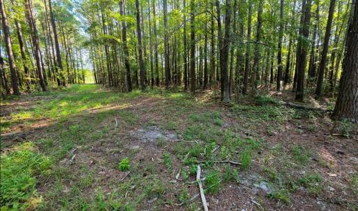 Photo #4 of Mcgowan, Bath, NC 5.9 acres