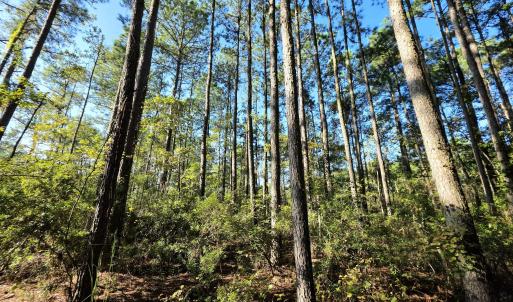 Photo #6 of Mcgowan, Bath, NC 5.9 acres