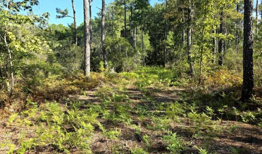 Photo #18 of Mcgowan, Bath, NC 5.9 acres