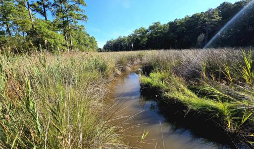 Photo #16 of Mcgowan, Bath, NC 5.9 acres