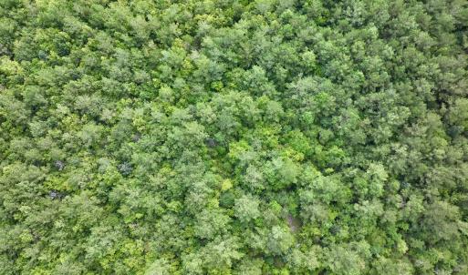 Photo #7 of 4 Cupelo, Farmville, NC 14.8 acres