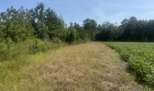 Photo #2 of Bud Stephens, Evergreen, NC 54.5 acres
