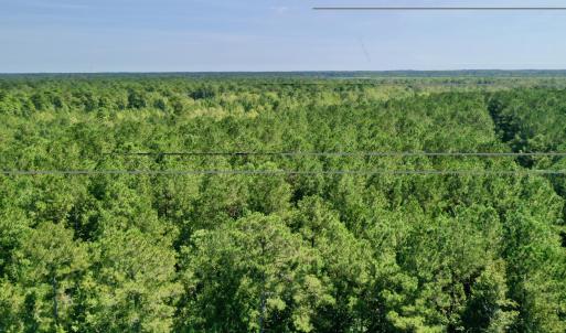Photo #11 of Bud Stephens, Evergreen, NC 54.5 acres