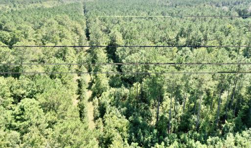 Photo #7 of Bud Stephens, Evergreen, NC 54.5 acres