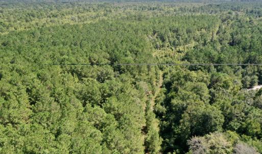 Photo #4 of Bud Stephens, Evergreen, NC 54.5 acres