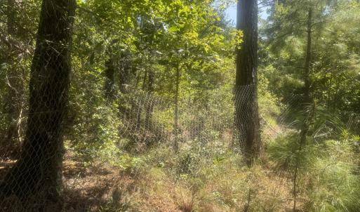 Photo #3 of Bud Stephens, Evergreen, NC 54.5 acres